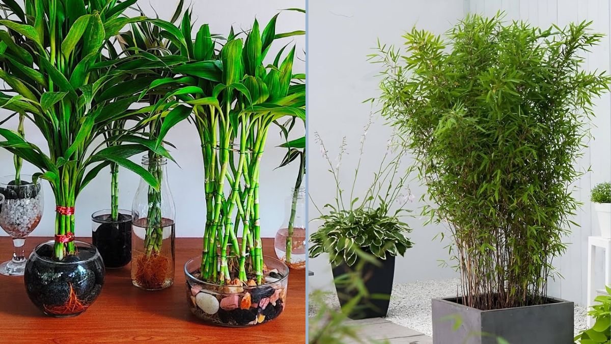 How to Grow Bamboo from Bamboo Shoots at Home: Step-by-Step Guide to Building Your Own Green Home Garden
