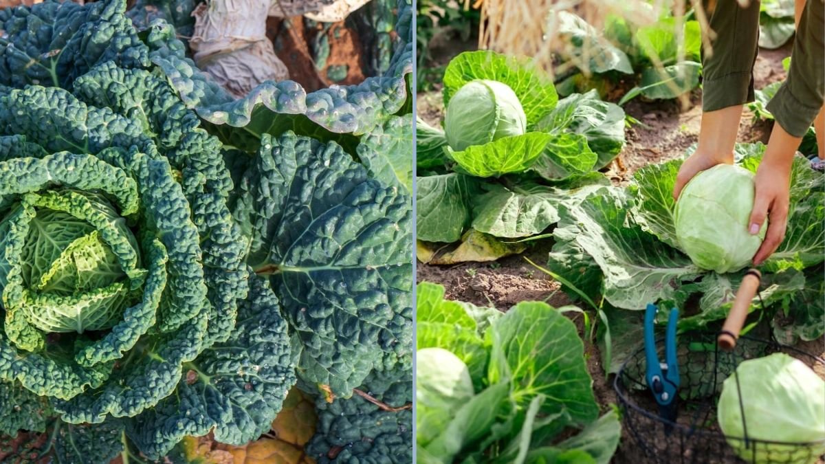 From Seed to Table: A Complete Guide to Growing Savoy Cabbage