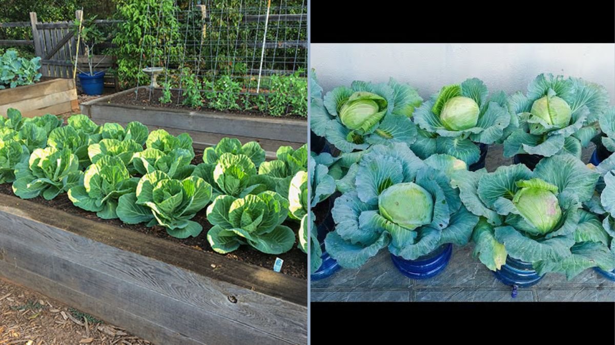 Green Cabbage Harvest: A Step-by-Step Guide for Your Kitchen Garden