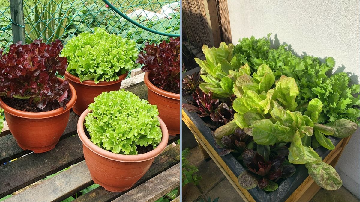 Growing Romaine Lettuce in Containers: A Complete Guide for Your Container Garden
