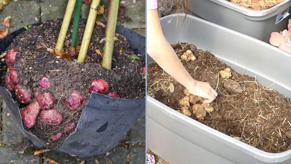 How to Plant Jerusalem Artichokes in a Container: A Step-by-Step Guide to Growing Sunchokes at Home