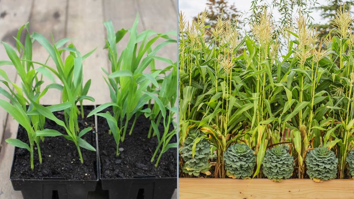 From Seed to Supper: Growing Sweet Corn from Sowing to Harvest