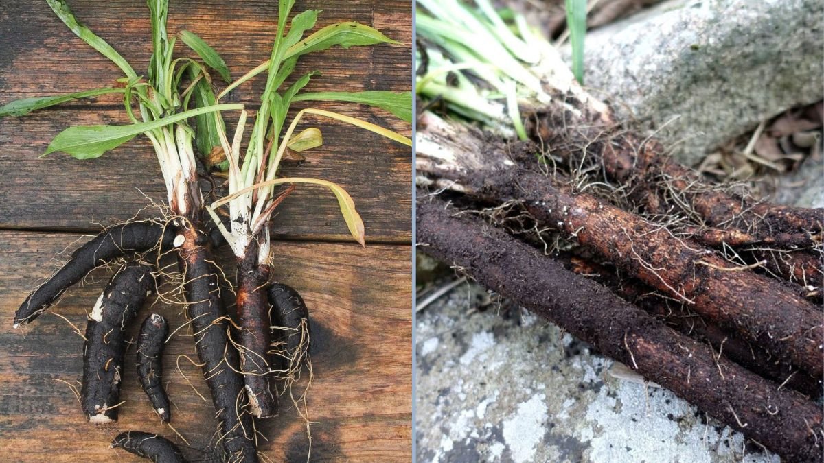 Sow Along: How to Sow and Grow Scorzonera (Black Salsify) from Seed