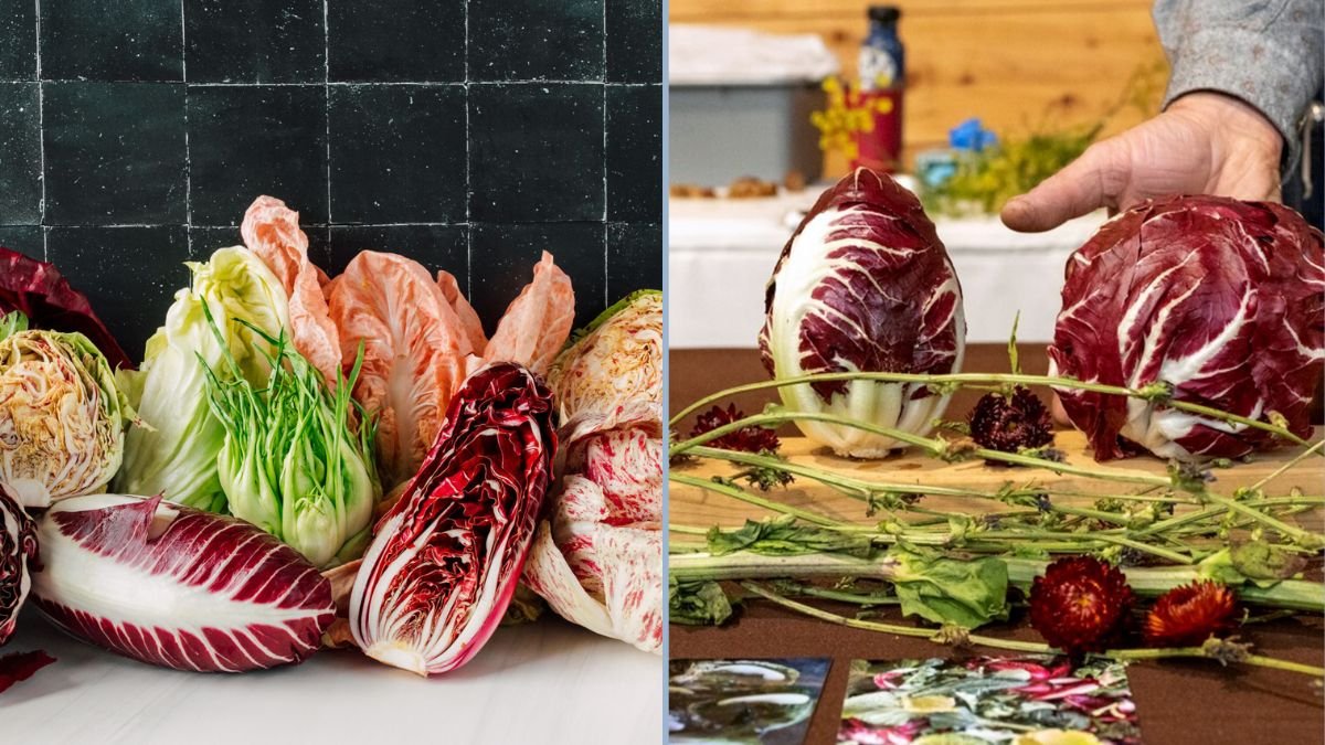 From Seed to Harvest: How to Grow Beautiful, Bold Radicchio in Your Garden