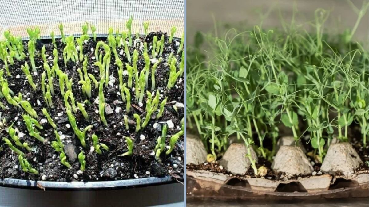 How to Grow Pea Shoots – Easy, Fast, and Super Productive!