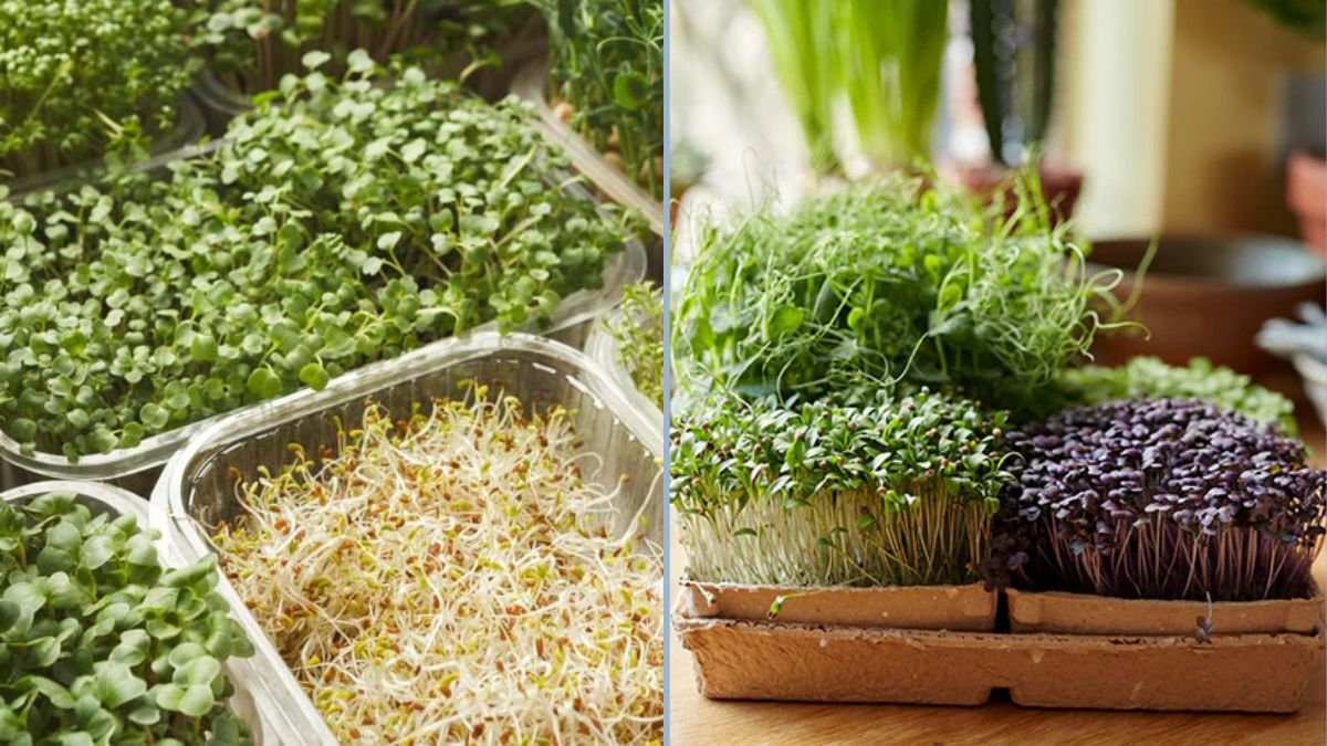 How to Grow Microgreens – Ready to Eat in Just 10 Days!