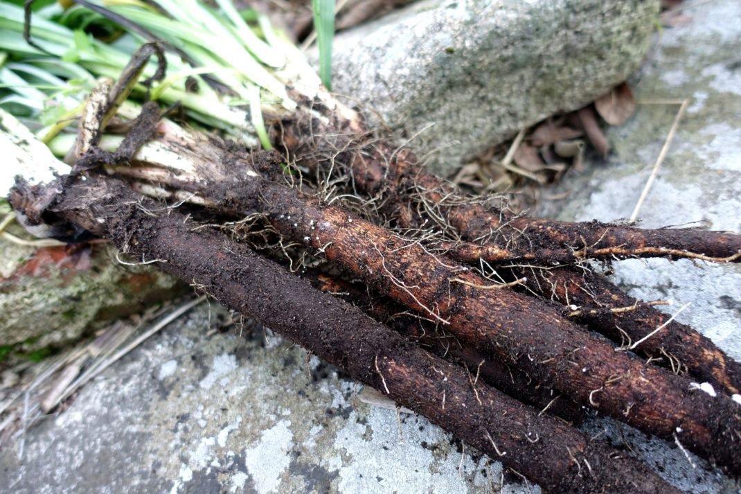 Sow Along: How to Sow and Grow Scorzonera (Black Salsify) from Seed ...
