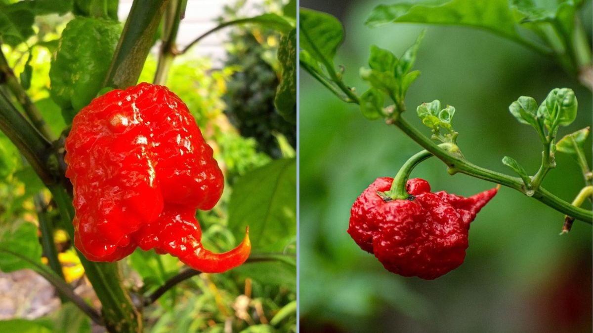 Mastering the Heat: 17 Deadly Secrets to Growing Monster Carolina Reaper Peppers