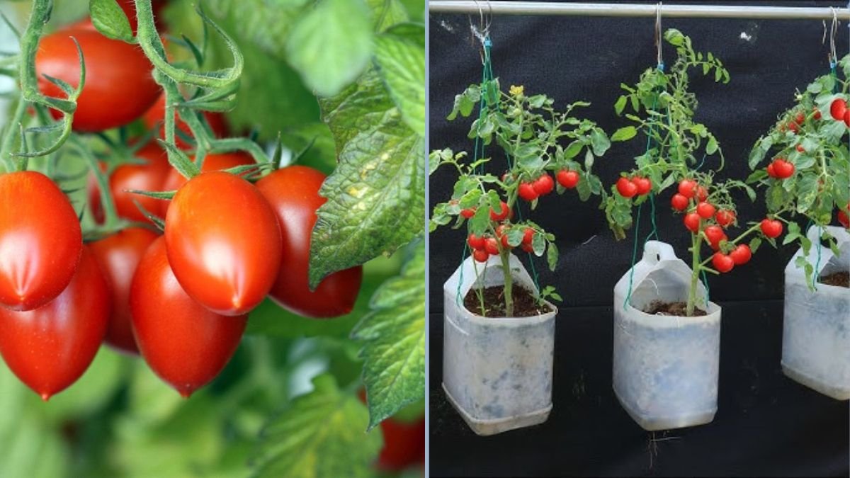 Planting Roma Tomatoes the Right Way: A Complete Guide for Gardeners