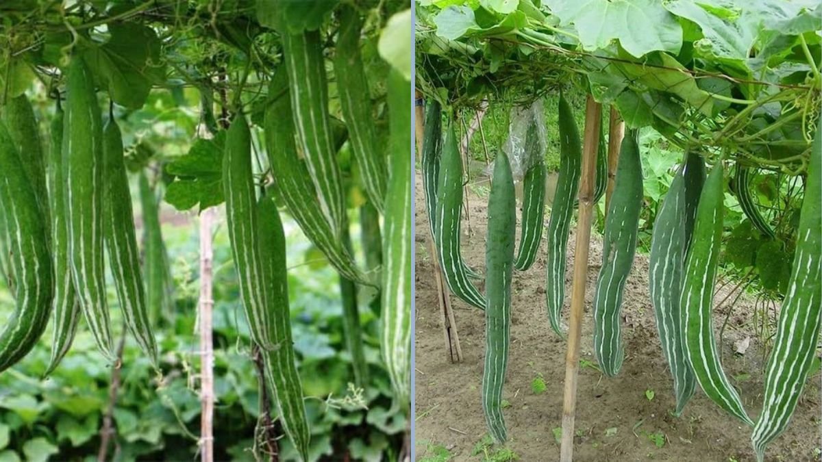 How to Hand-Pollinate Snake Gourd for a Thriving Harvest