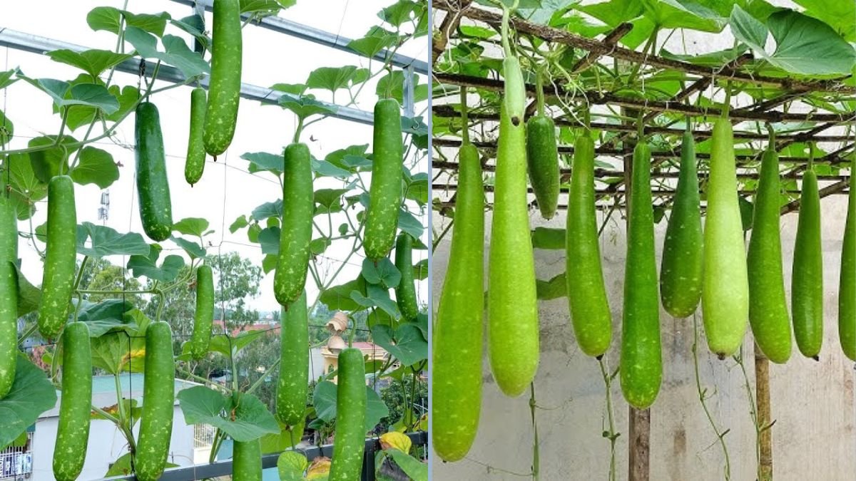 Unlock High Yields: Amazing Idea for Growing Bottle Gourd in Plastic Containers