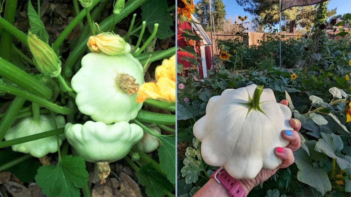 How to Grow Pattypan Squash (White Scallop Squash) from Seed: A Step-by-Step Gardening Guide