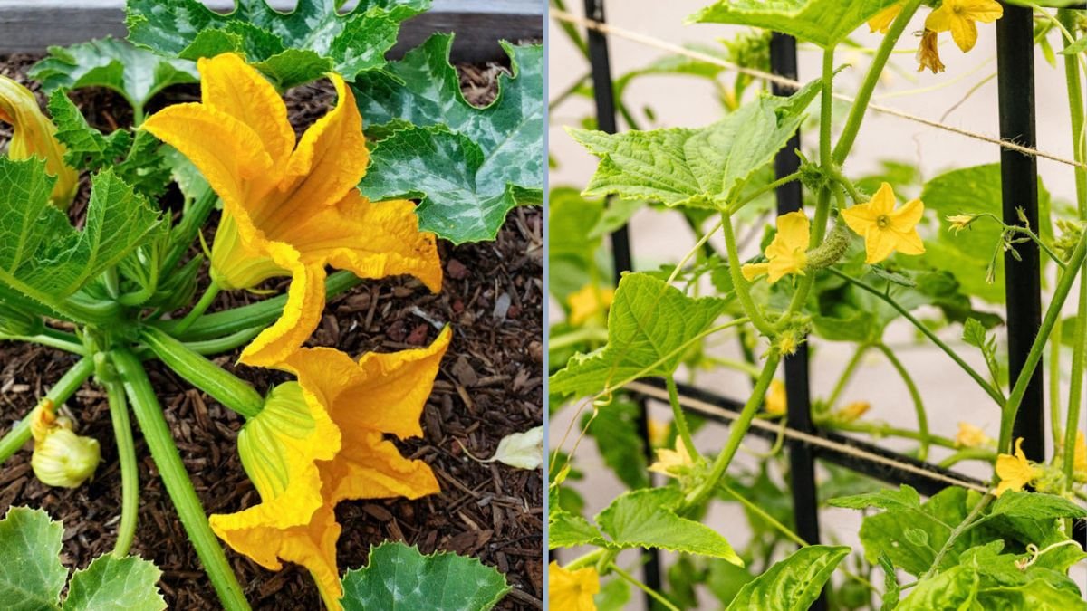Why Your Squash Plants Have Plenty of Flowers But No Fruit — And How to Fix It