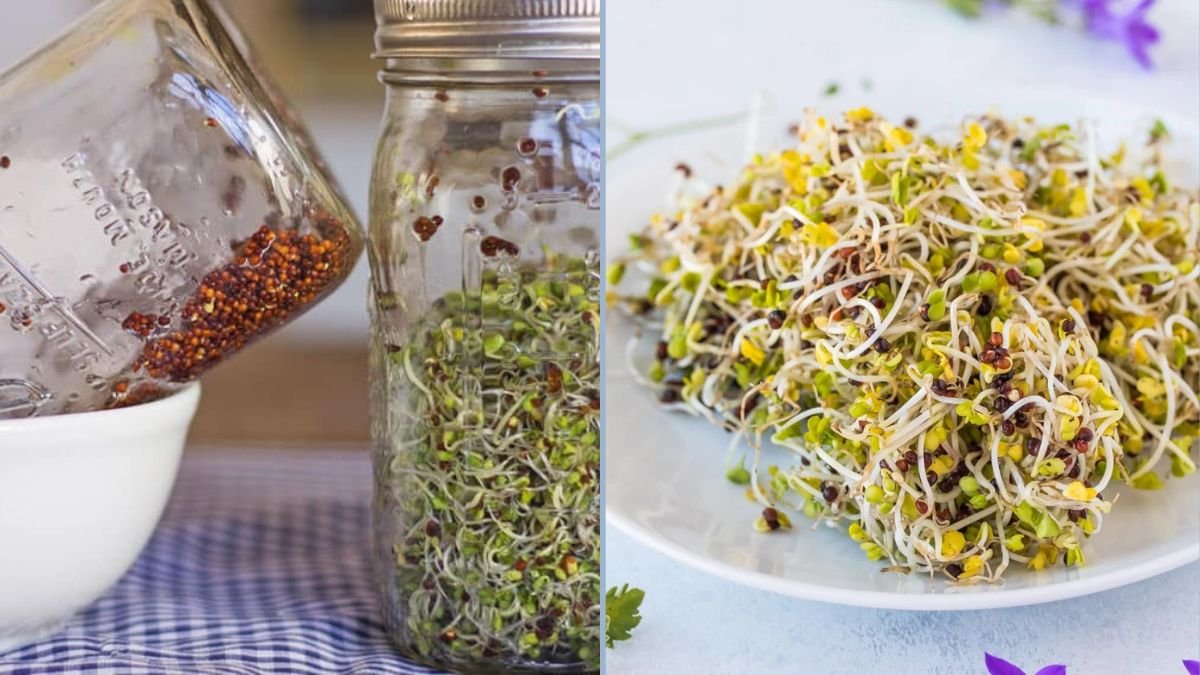How to Grow Broccoli Sprouts in Your Kitchen: A Step-by-Step Guide to Fresh, Nutritious Sprouts