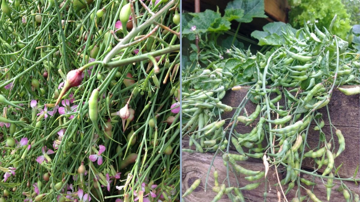 How to Grow Radish Pods Without Growing Full Radishes: A Simple Polybag Method