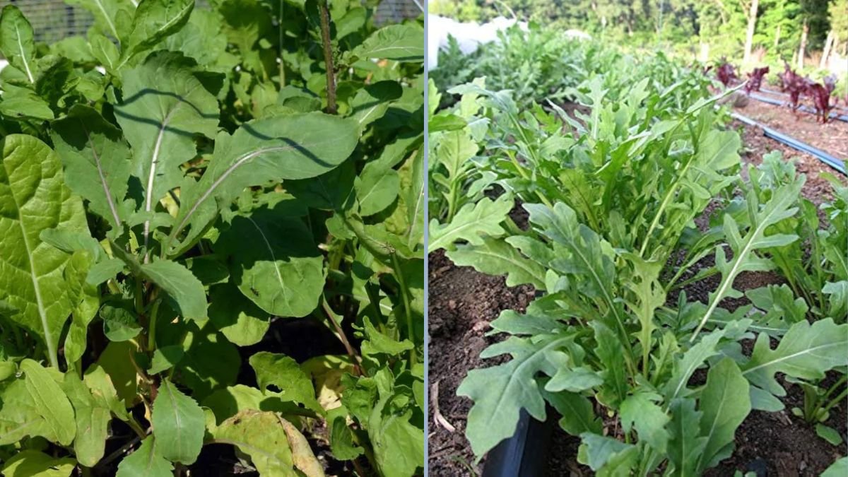 Wild Arugula vs Traditional Arugula: Why You Should Grow Both in Your Garden