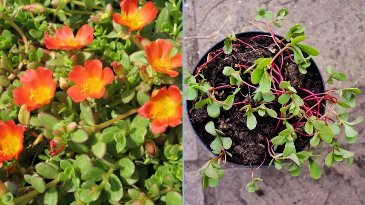 How to Propagate Purslane: A Complete Guide to Growing This Hardy, Nutrient-Rich Plant