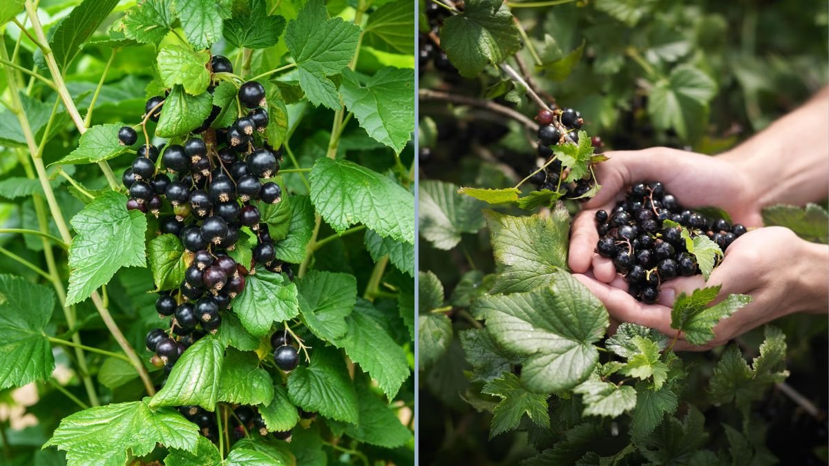 Three Things to Know About Blackcurrants