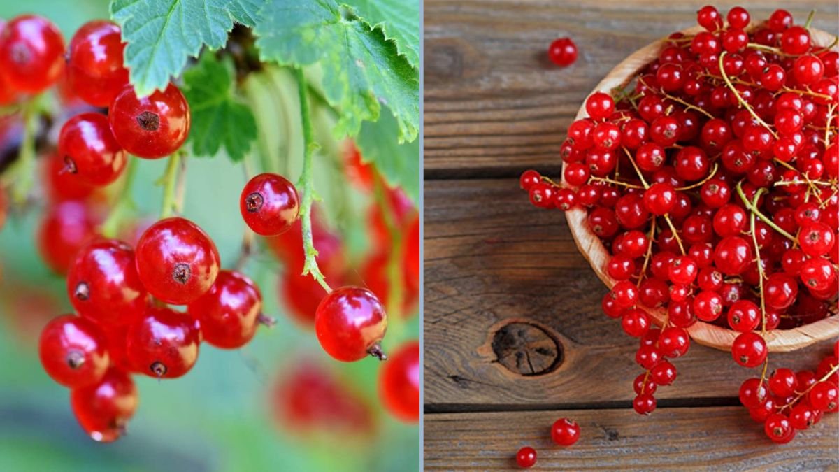 Delicious and Easy to Care For: The Red Currant