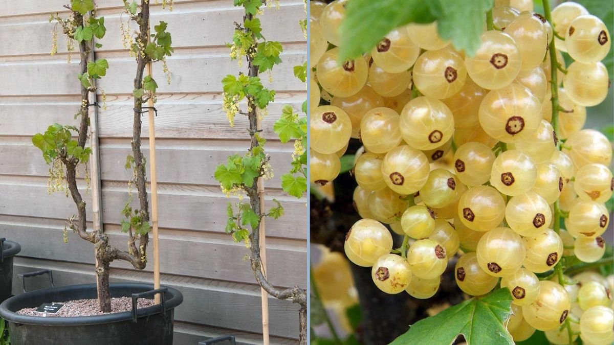 How to Grow Delicious Currants: A Complete Guide to Planting White Currants