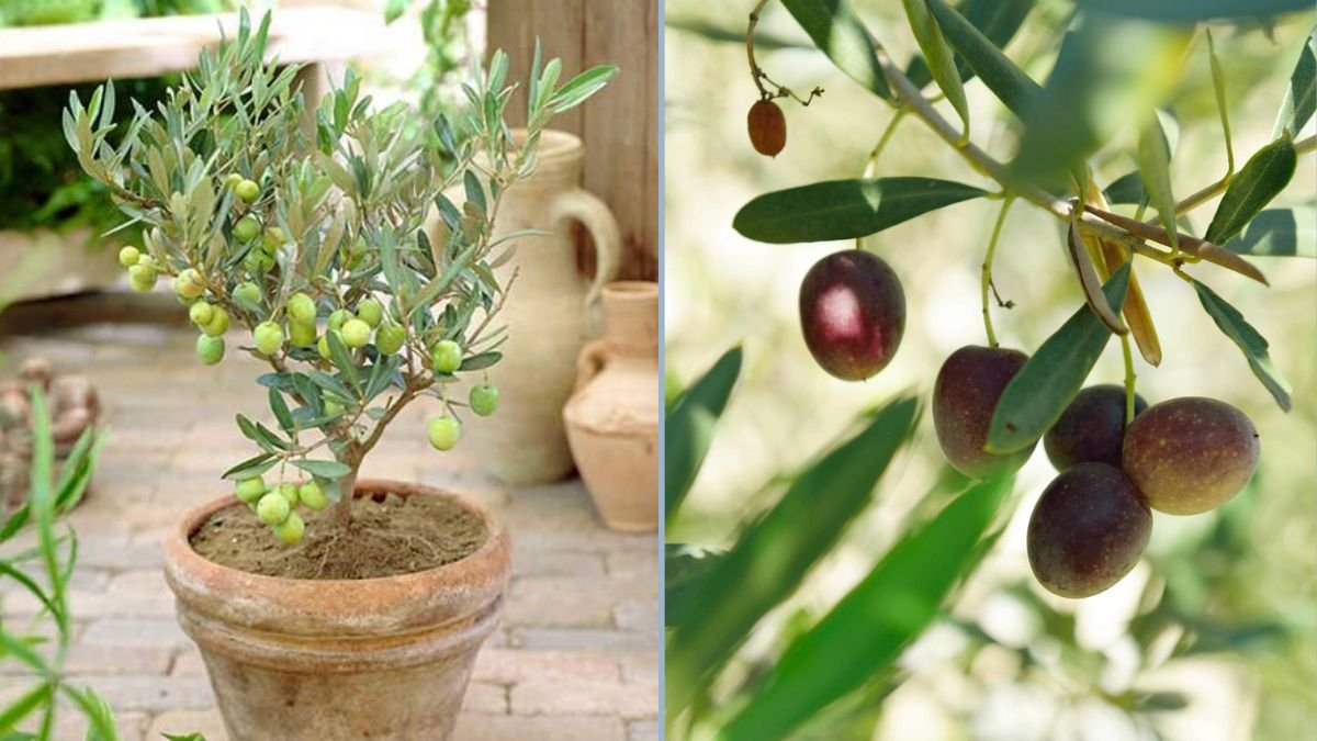 How to Grow an Olive Plant (Zaitoon): Complete Fertilizer and Pruning Guide for Healthy Growth