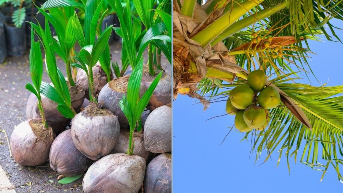 How to Grow Coconut in Plastic Bottles: A Simple Guide for Home Gardening