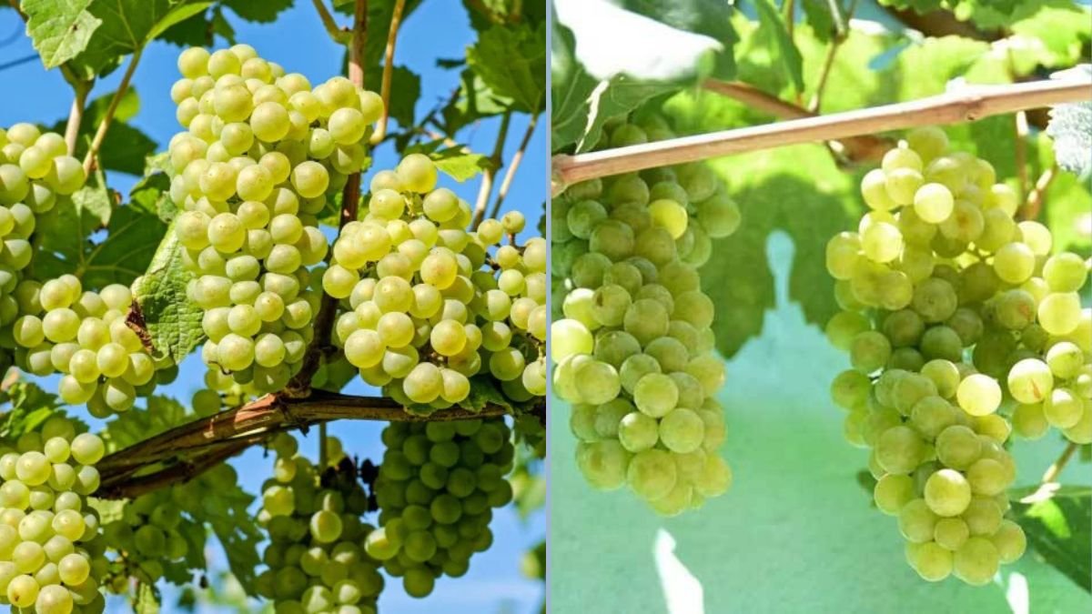 Discover the Sweet Magic of Seedless Cotton Candy Grape Plants: How to Grow Cotton Candy Grapes at Home