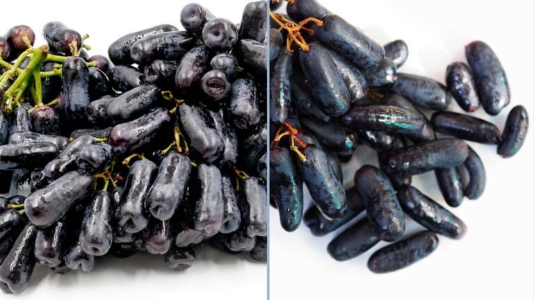 View of Tasting and Reviewing Moon Drop Grapes from Grapery: The Unbelievably ...