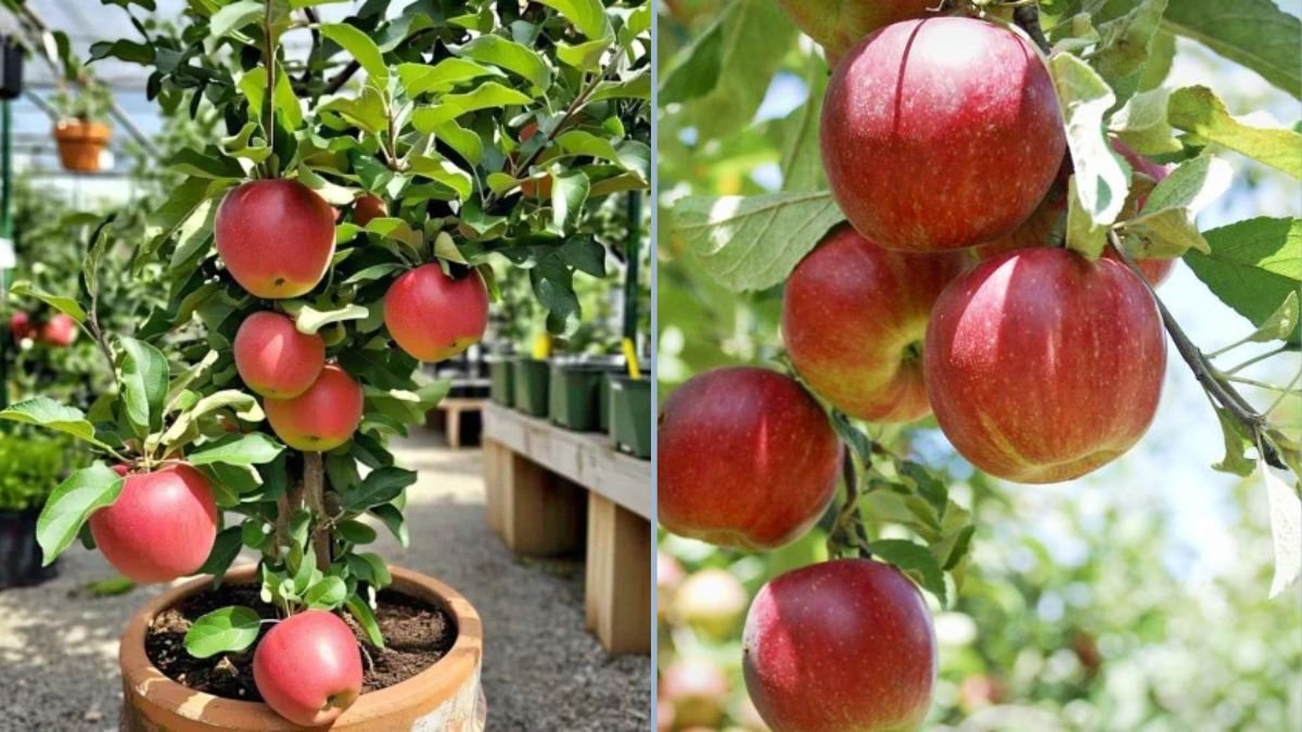 How to Plant a Red Delicious Apple Tree: A Complete Guide to Growing America’s Favorite Apple
