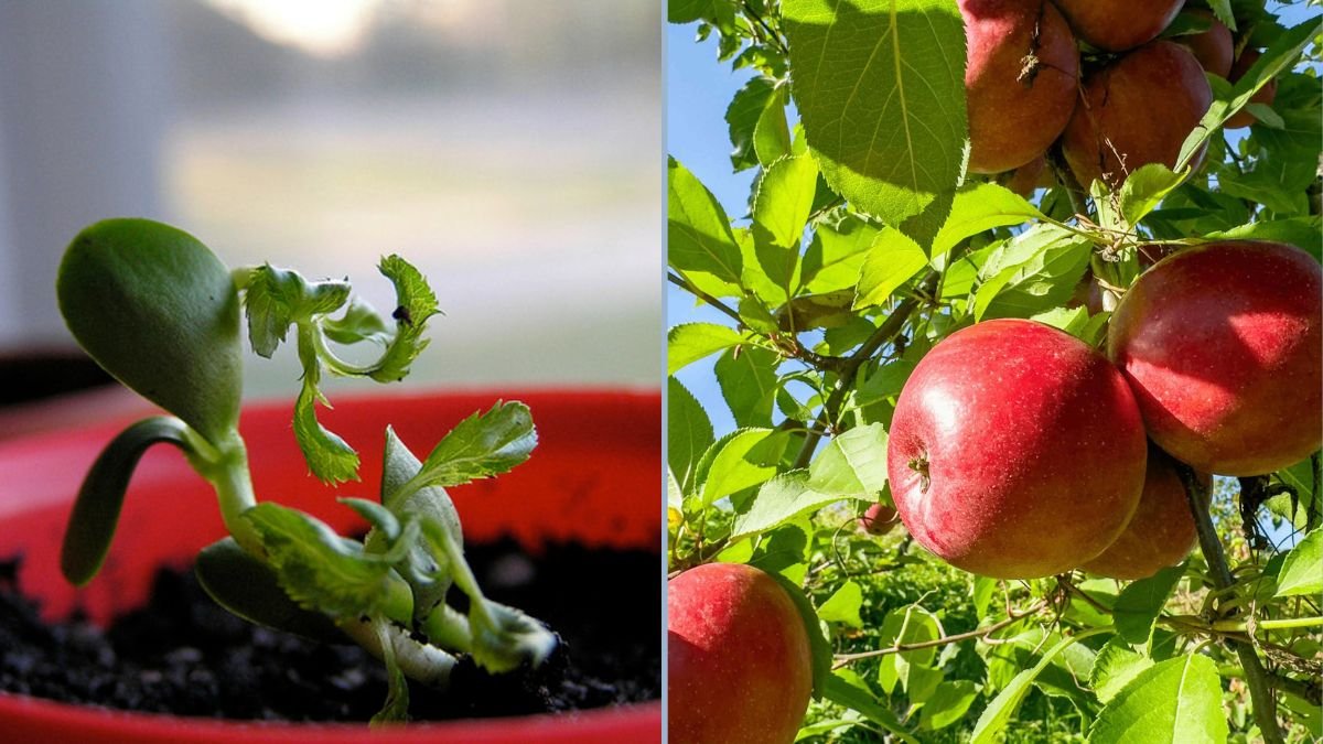From Seeds to Sprouts: How to Grow Fuji Apples from Seed (Plus a Grape Plant Progress Update!)
