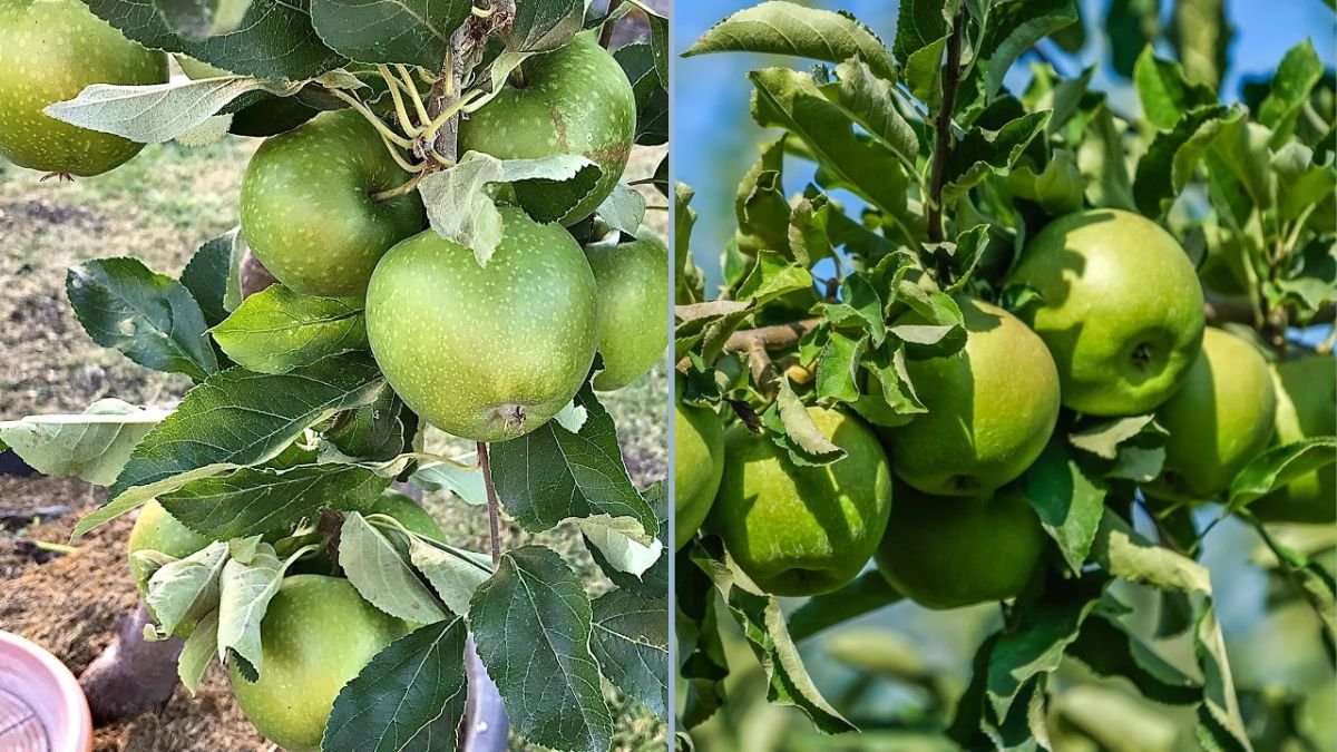 4-Year Journey: Growing Granny Smith Apple Trees in Containers | Tips for Green Apple Success