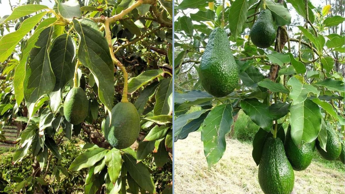 Bacon Avocado Update: What’s Happening with the ‘Bacon’ Variety & How to Care for Yours