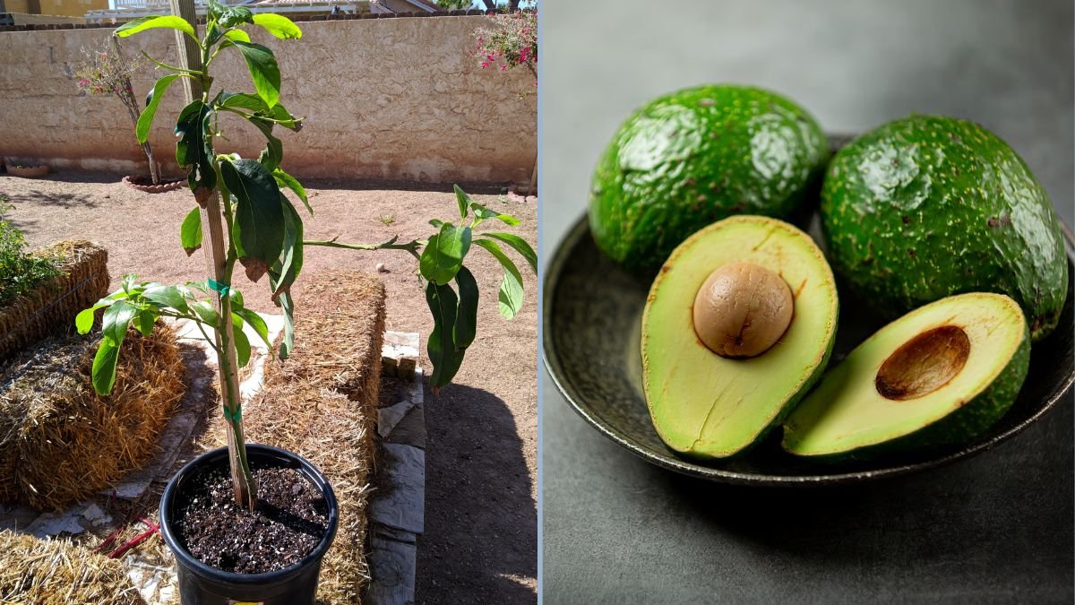 Growing the Reed Avocado: A Top Choice for Hot‑Climate Gardens