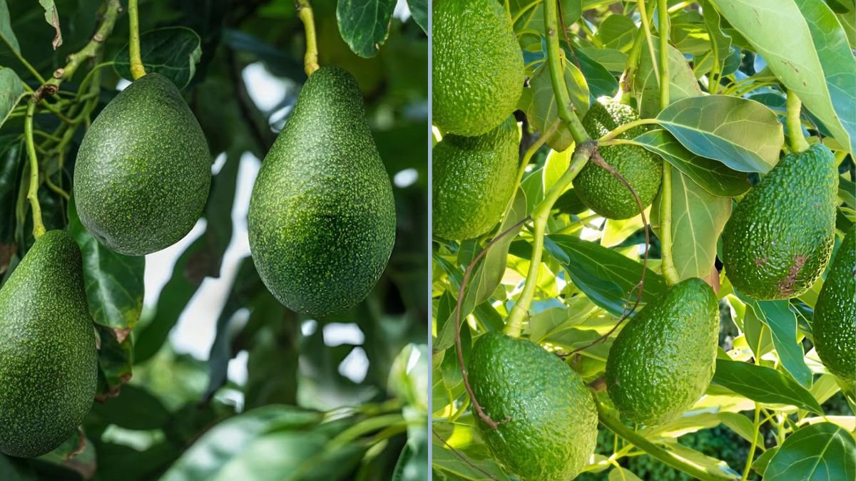 Exploring Pinkerton Avocados and American Pawpaws: A Tropical Fruit Journey with the Sook Club