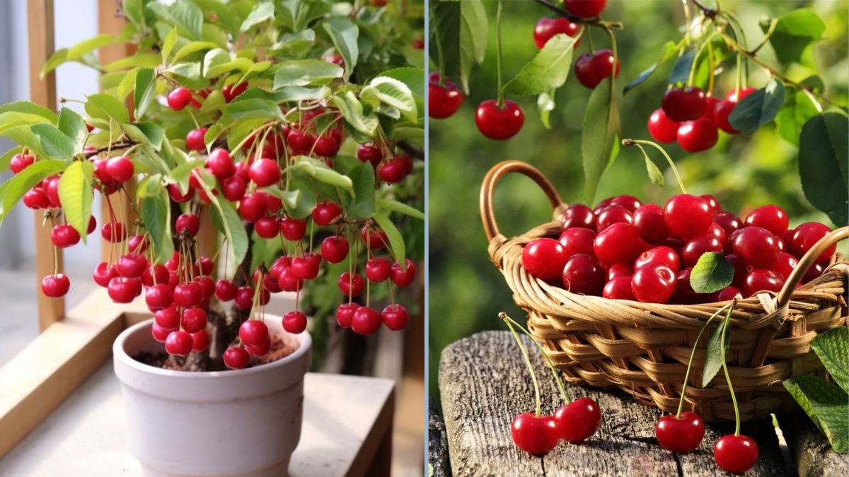 Backyard Cherry Harvest: 3-in-One Jubilee Cherry Tree and Organic Rainier Cherries