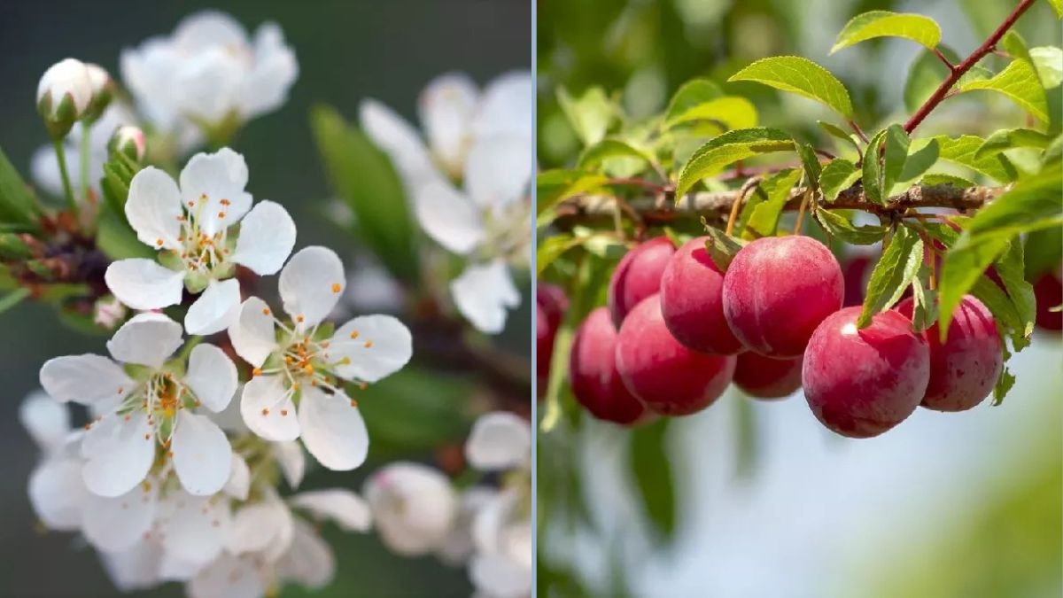 Growing Santa Rosa and Methley Plums: Self-Fertile Plum Trees Perfect for Austin, Texas