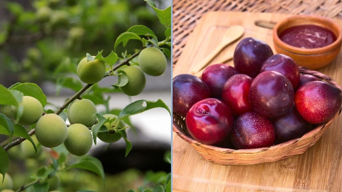 Satsuma Plum and Royal Blenheim Cherry Harvest: A Backyard Fruit Adventure