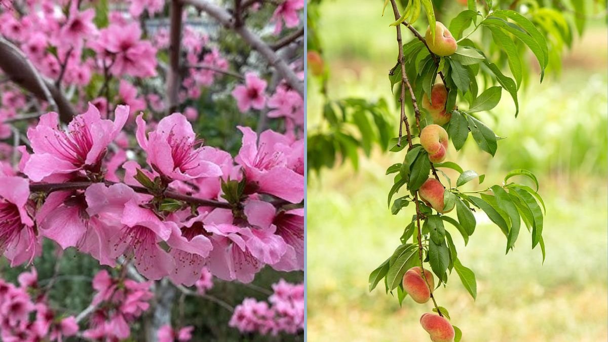 The Most Beautiful Peach Flowers: Exploring the Donut Peach in Your Garden